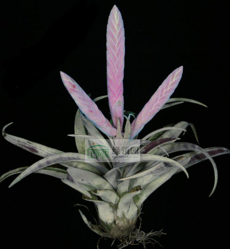 展示 空气凤梨 鸟岩 T.chiapensis(giant form) 巨型香槟