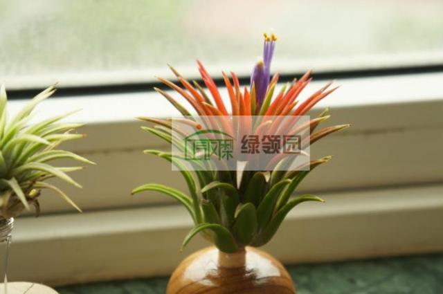 展示 空气凤梨 Tillandsia ionantha green 绿精灵