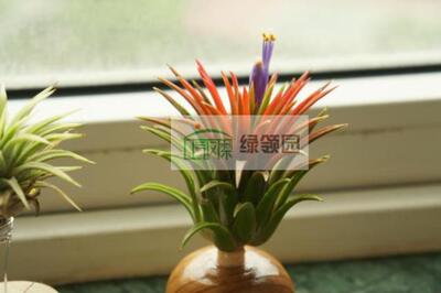 展示 空气凤梨 Tillandsia ionantha green 绿精灵