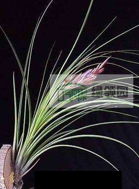 展示 空气凤梨 Tillandsia festucoides Clump 富士针叶