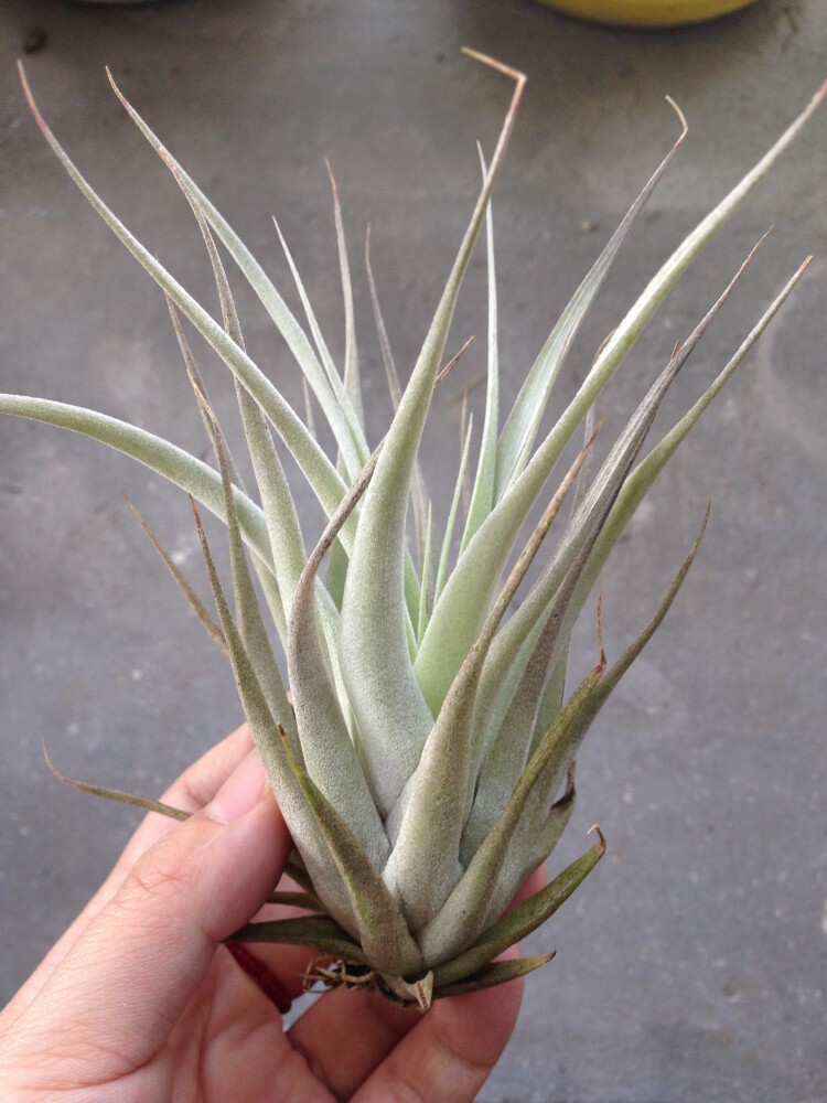 空气凤梨【展示】T.Wow Wow 香槟&times;红杉