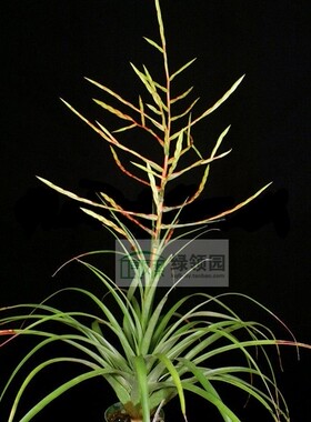 展示 空气凤梨 Tillandsia 'Barbados'
