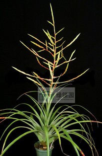展示 空气凤梨 Tillandsia 'Barbados'