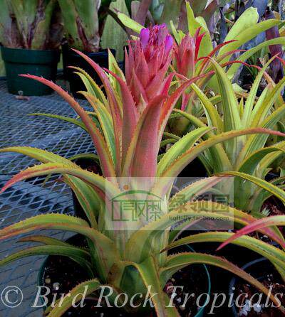 空凤【鸟岩展示】Aech.recurvata'aztec Gold'A属锦化种