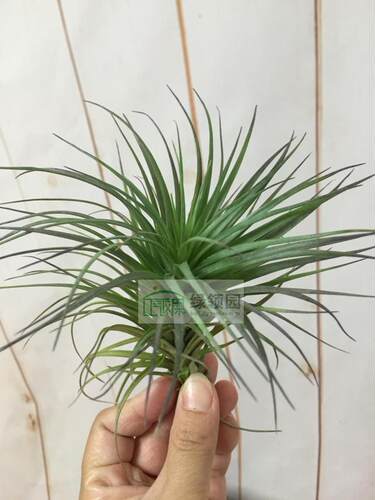空气凤梨【展示】Tillandsia Stricta x Tenuifolia 多国×蓝色花