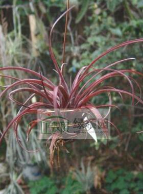 空气凤梨【展示】T. capitata var. domingensis 卡比塔塔多明戈