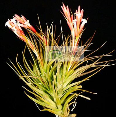 展示 空凤植物无土栽培tenuifolia surinamensis 'Amethyst'