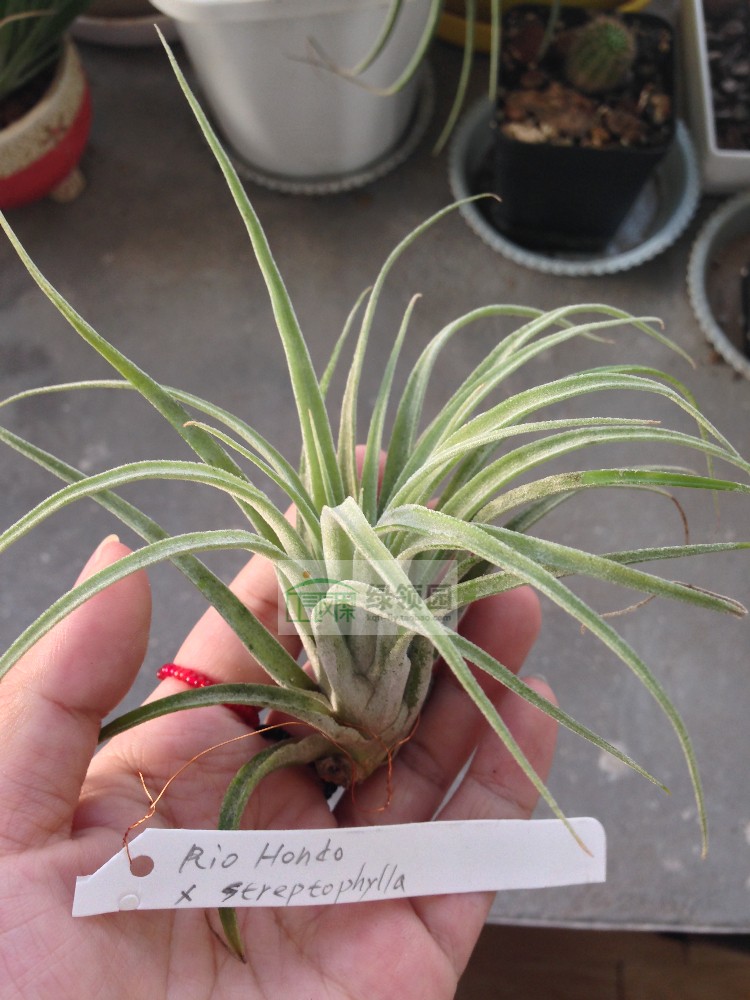 展示 空气凤梨 T.Rio Hondo x strephylla