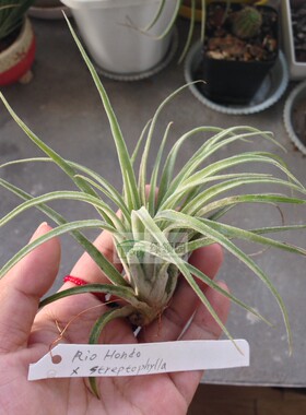 展示 空气凤梨 T.Rio Hondo x strephylla