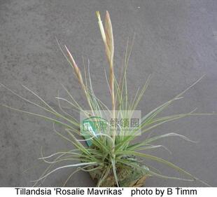 展示 空气凤梨 Tillandsia 'Rosalia Mavikas'贝艺利x琥珀