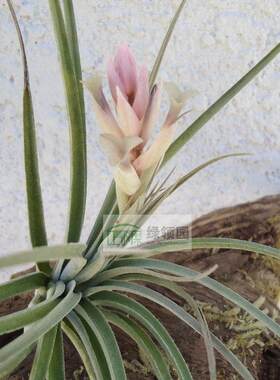 空凤【展示】Tillandsia purpurea X 质感超美沙漠之星杂交