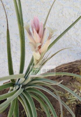 空凤【展示】Tillandsia purpurea X 质感超美沙漠之星杂交