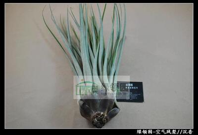 展示 空气凤梨 Tillandsia fasciculata 'Yellow and Purple'