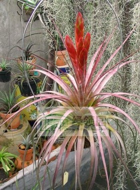 展示 空气凤梨 T.Awesome Amber(rothii Xconcolor) 柔婷空可乐