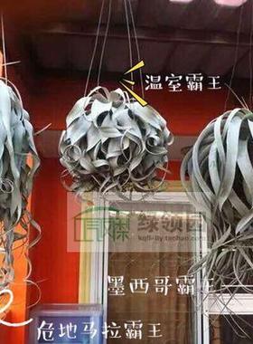 空气凤梨-展示-T. Xerographica Guat稀有长卷叶危地马拉霸王