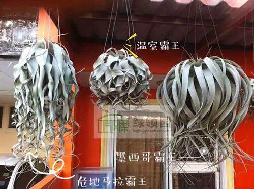 展示 空气凤梨 T. Xerographica Guat稀有长卷叶危地马拉霸王