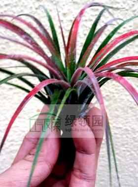 展示 空气凤梨 T.ionantha mexico x sphaerocephala