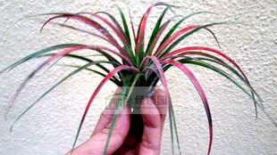 展示 空气凤梨 T.ionantha mexico x sphaerocephala