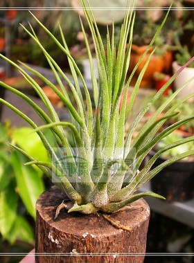 展示 空气凤梨 Tillandsia delicata毛娃娃