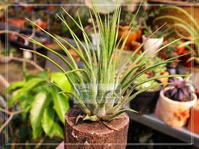 展示 空气凤梨 Tillandsia delicata毛娃娃