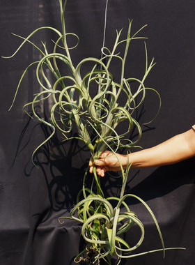 展示 空气凤梨 T. intermedia Giant Supreme 巨型花中花