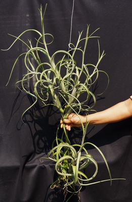 花中花巨型空气凤梨