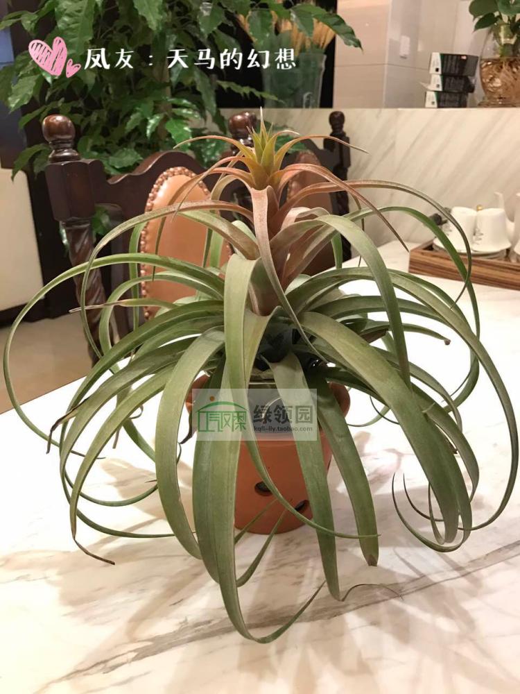展示 空气凤梨 T.pink sister  sphaerocephala x 美杜莎
