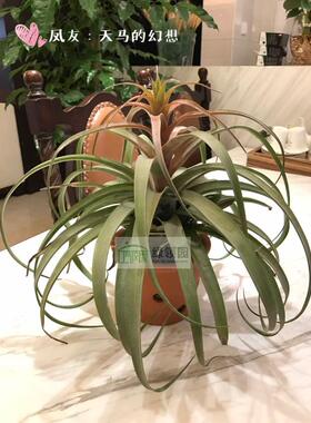 展示 空气凤梨 T.pink sister  sphaerocephala x 美杜莎