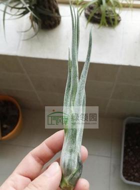 展示 空气凤梨 T.pueblensis x baileyi超稀杂交普布斯×贝艺利