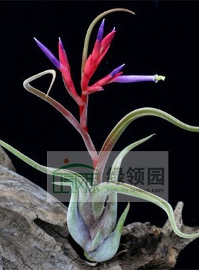 展示 空气凤梨 Tillandsia Caput-Medusae  美杜莎（国际版）