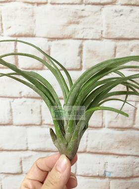 展示 空气凤梨 Tillandsia sphaerocephala x ionantha druid