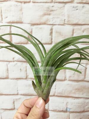 展示 空气凤梨 Tillandsia sphaerocephala x ionantha druid