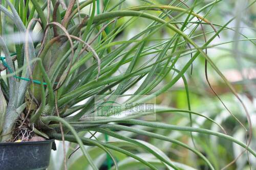 展示 空气凤梨 Tillandsia Butzii Giant Hybrid 虎斑巨型杂交