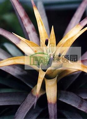 空气凤梨 热带 Tillandsia capitata  'Yellow' 卡比黄