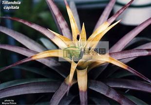 Yellow 空气凤梨 capitata Tillandsia 卡比黄 热带