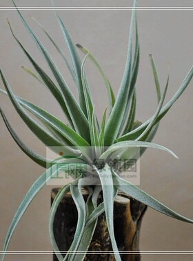 展示 空气凤梨 T. Majestic (T. chiapensis X T. concolor)大