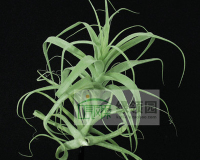 空气凤梨【展示】Tillandsia Straminea Stem Type彗星园艺种