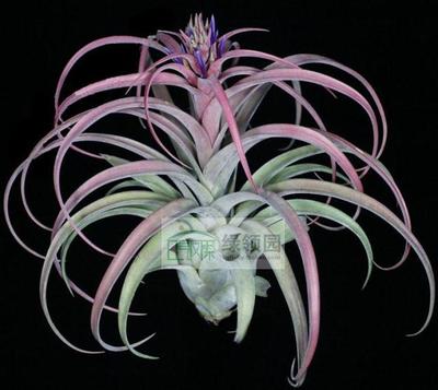 展示 空气凤梨 热带 Tillandsia 'Eric Knobloch' 爱瑞克