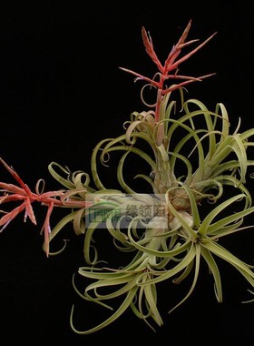 Sister Theresa(T.intermedia x T.caput-medusae)花中花×美杜莎