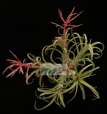 Sister Theresa(T.intermedia x T.caput-medusae)花中花×美杜莎