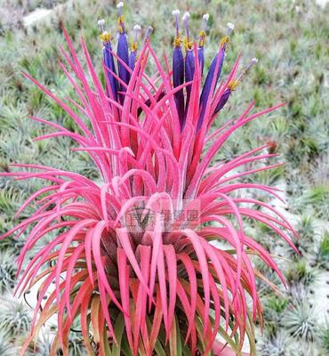 空凤【展示】Tillandsia Ionantha Rubra Soft 软叶全红精灵