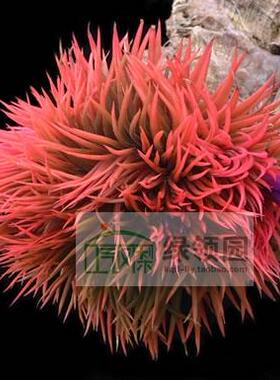 展示 空气凤梨 Tillandsia Ionantha Monstrose