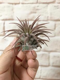 Ionantha 展示 空气凤梨 Tillandsia rubra全红精灵 var.