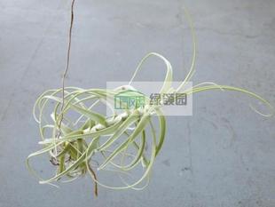 空气凤梨【展示】Tillandsia arhiza 长叶树猴「香花品種」