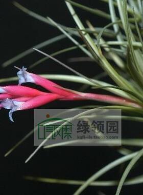 空气凤梨【展示】T.  tenui. 'Blue Flwr' (Md) 蓝色花 群生