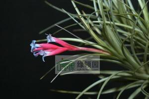 空气凤梨【展示】T.  tenui. 'Blue Flwr' (Md) 蓝色花 群生