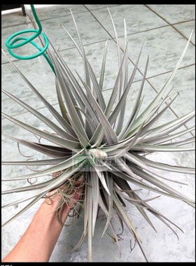 空气凤梨【精品】 T. duratii x recurvifolia 树猴×红花白银