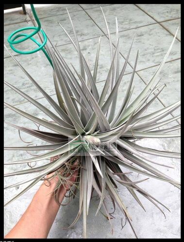 空气凤梨【精品】 T. duratii x recurvifolia 树猴×红花白银