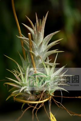 展示 空气凤梨 Tillandsia Ionantha Van Hyn. 万汉精灵