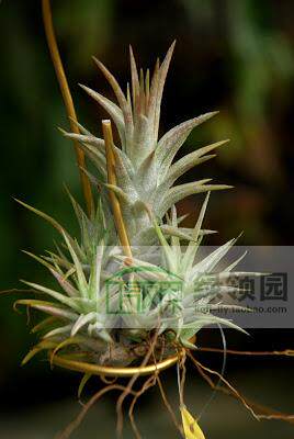 展示 空气凤梨 Tillandsia Ionantha Van Hyn. 万汉精灵